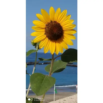 Mendoza / Мендоза