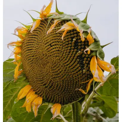 MERO ST / МЕРО ШТ