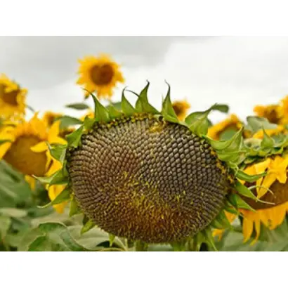 N4L215 E / Н4Л215 Е