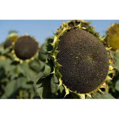 N4L472 CL / Н4Л472 КЛ