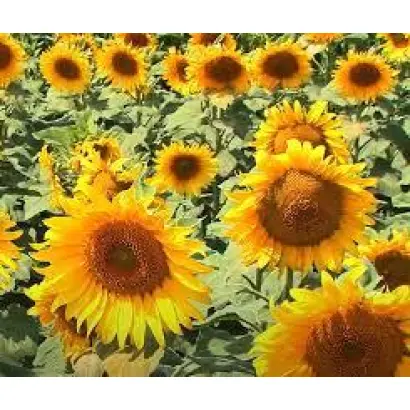 N4LM406 / Н4ЛМ406