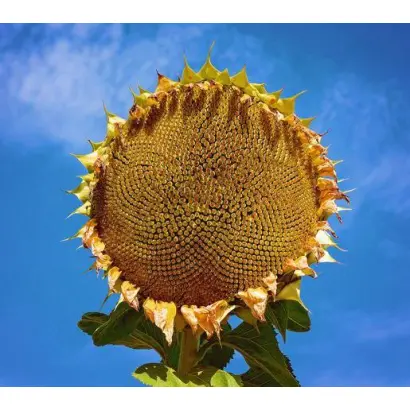 N4H205 E / Н4Х205 Е