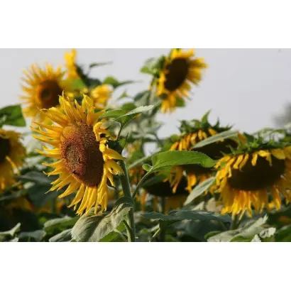 N4H302 E / Н4Х302 Е