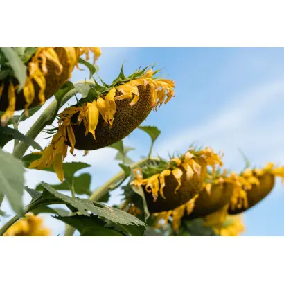 N4H422 CL / Н4Х422 КЛ