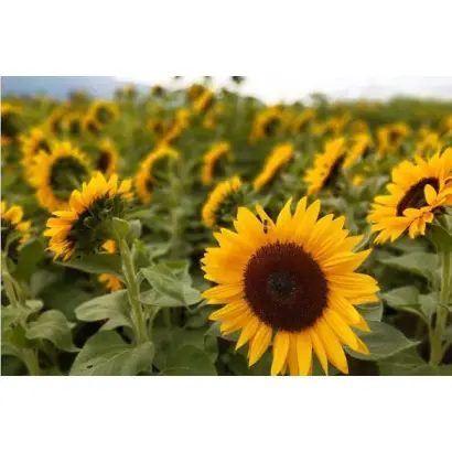 N4H470 CLP / Н4Х470 КЛП