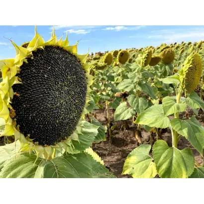 N5H493 CL / Н5Х493 КЛ