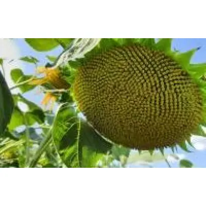 N6LM304 / Н6ЛМ304