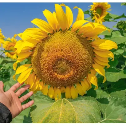 NA Bastet / НА Бастет