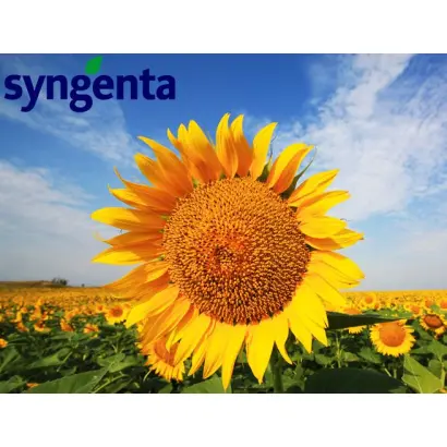 NK Alego / НК Алего