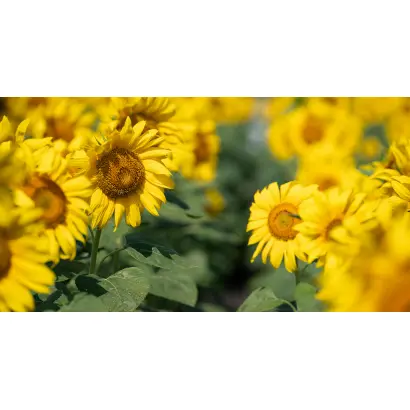 NK Oktava / НК Октава