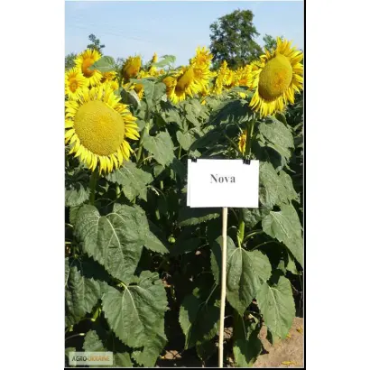 Nova / Нова