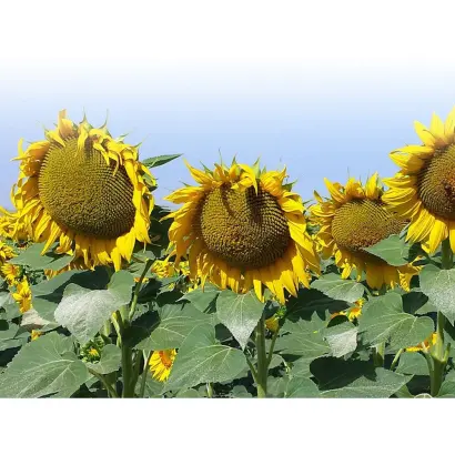 NOUMEA / НОУМЕА