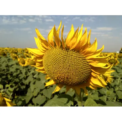 NS Div / НС Дів