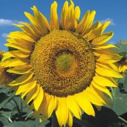 NS Dionis / НС Діоніс