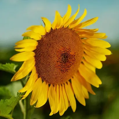 NS Colonel / НС Колонел