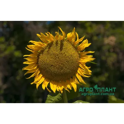 NS KONSTANTIN / НС КОНСТАНТІН