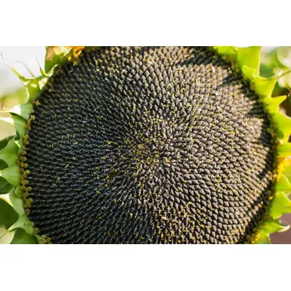 NS KONSTANTIN OR / НС КОНСТАНТІН ОР