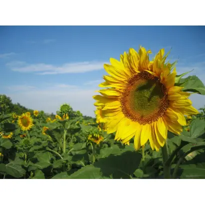 NS Oro / НС Оро