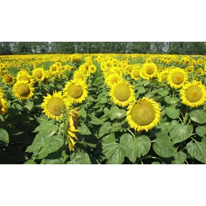 NS OSKAR / НС ОСКАР