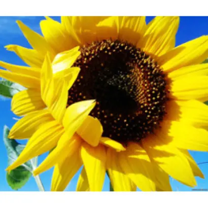 NS Sumo 2018 / НС Сумо 2018