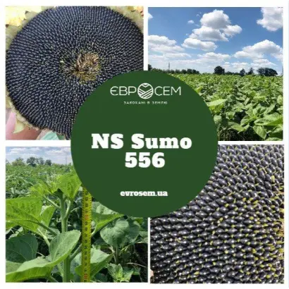 NS Sumo 2019 / НС Сумо 2019
