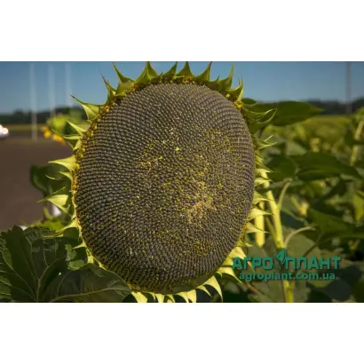 NS H 2649 / НС Х 2649