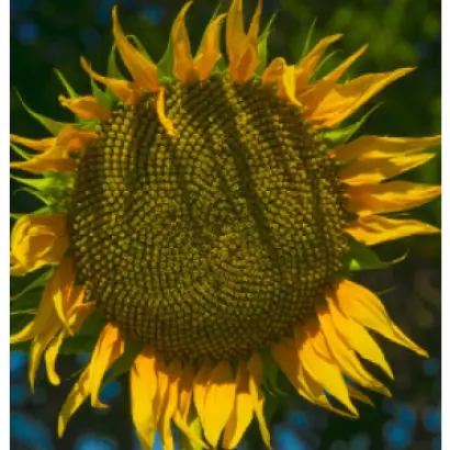 NS H 26749 / НС Х 26749