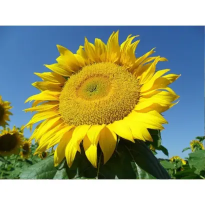 NS H 26752 / НС Х 26752