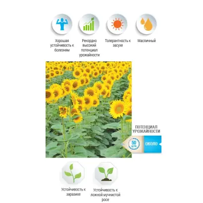 NS H 4916 / НС Х 4916