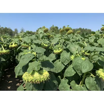 NS H 498 / НС Х 498