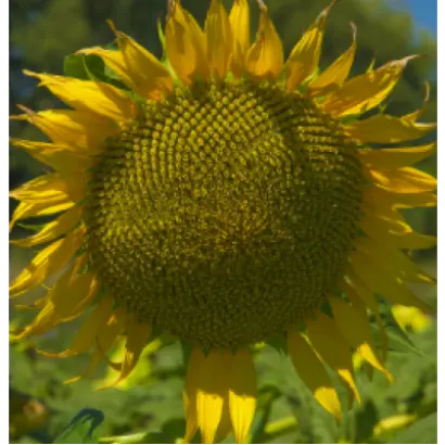 NS H 558 / НС Х 558