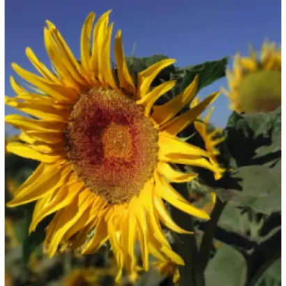 NS H 6342 / НС Х 6342