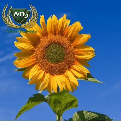 NS H 6589 / НС Х 6589