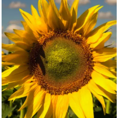 NS H 6593 / НС Х 6593