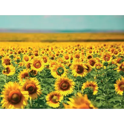 NS H 7637 / НС Х 7637