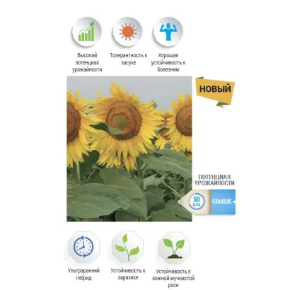 NS H 7749 / НС Х 7749