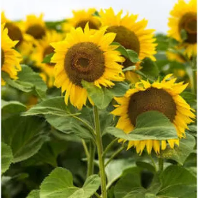 NS H 7883 / НС Х 7883