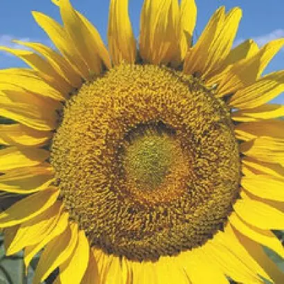 NS H 7884 / НС Х 7884