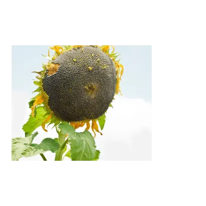 NS H 7917 / НС Х 7917