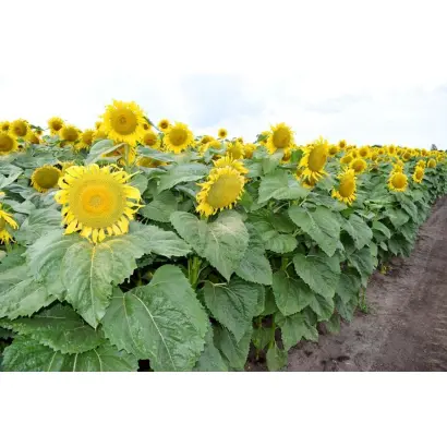 NS H 8002 / НС Х 8002