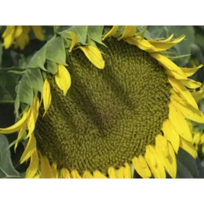 NS-H-6043 / НС-Х-6043