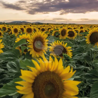 Numantia / Нумантія