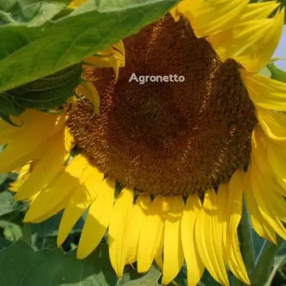 Олександрит