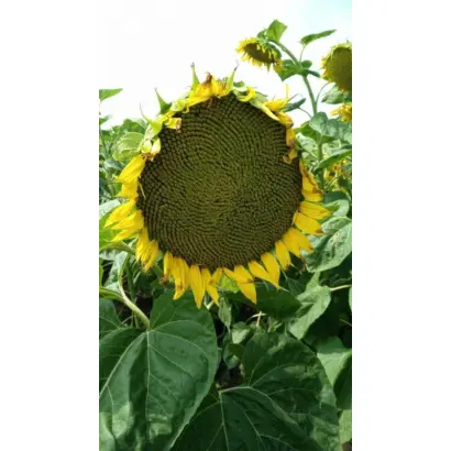 ORFEO ST / ОРФЕО ШТ