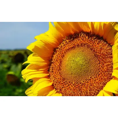 P62LL109 / П62ЛЛ109