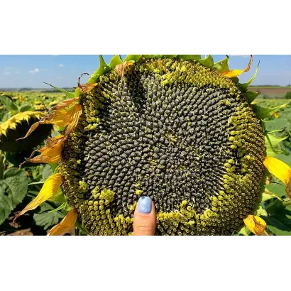 P63LE113 / П63ЛЕ113