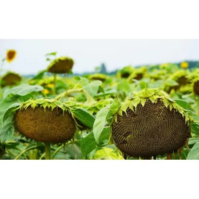 P64LE25 / П64ЛЕ25