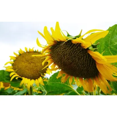 P64LE99 / П64ЛЕ99