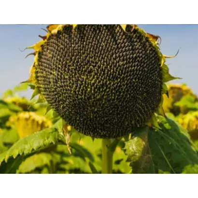 P64LC108 / П64ЛЦ108