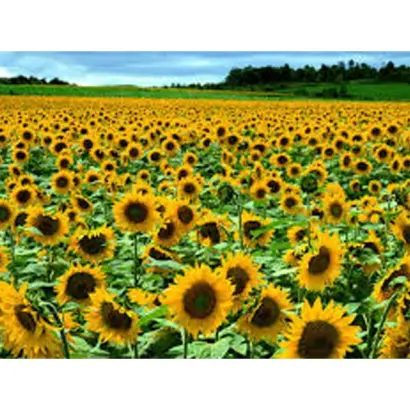 PAN 901 / ПАН 901